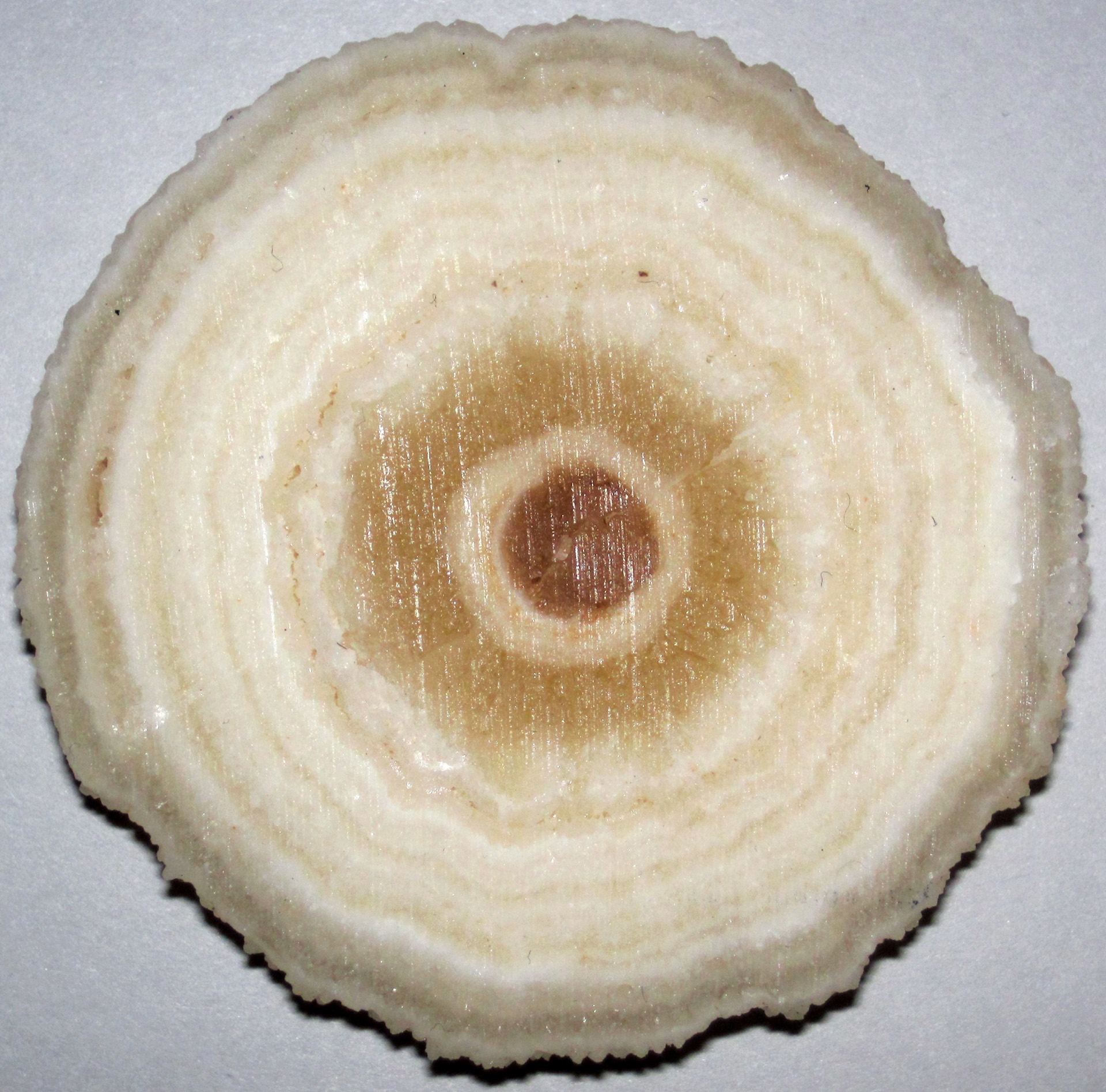 Travertine. Contextual image, not a work by Michael Tine.